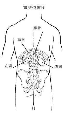 有的家属以为拍背就是整个背部都在拍打的范围内,因而拍背时轻易越过"
