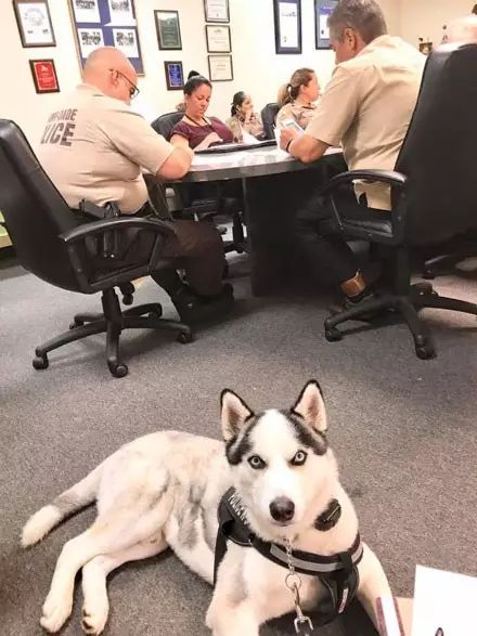 哈士奇竟然真當上了警犬！網友：這警局可能要成立拆遷大隊了！ 寵物 第14張