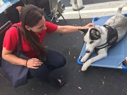 哈士奇竟然真當上了警犬！網友：這警局可能要成立拆遷大隊了！ 寵物 第12張