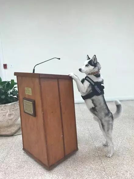 哈士奇竟然真當上了警犬！網友：這警局可能要成立拆遷大隊了！ 寵物 第6張