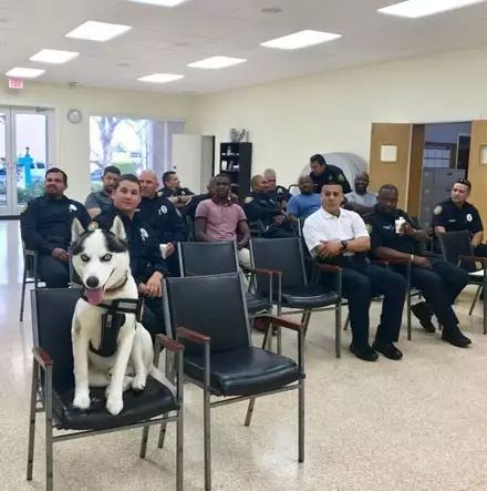 哈士奇竟然真當上了警犬！網友：這警局可能要成立拆遷大隊了！ 未分類 第15張