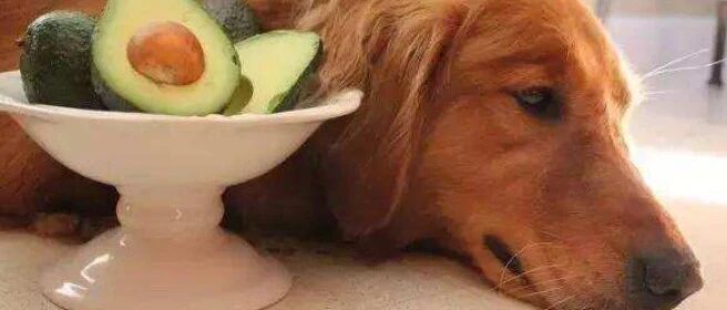 狗狗偷吃酱汁后中毒死亡，兽医：里面的这种东西跟巧克力一样毒！