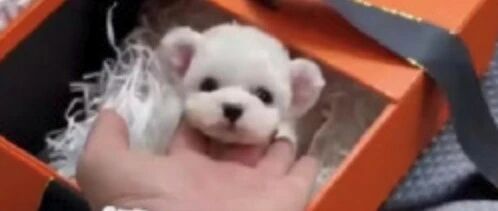 “米奇耳”风靡，无数狗狗被迫“剪耳”！这些可爱的背后，尽是残忍…