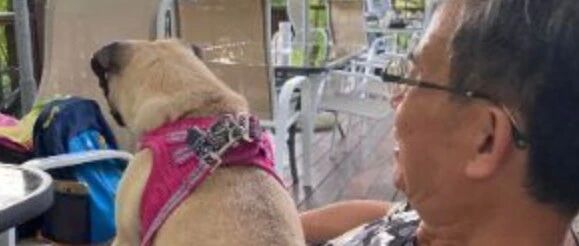 “出了高铁站后，爸爸一把将狗狗揽入怀中，转身就走，留下拿着大包小包的我…”