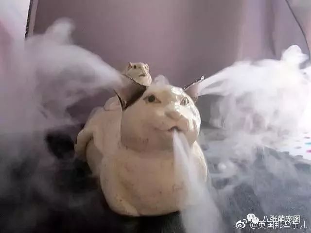 每吃一個牛角包，就要犧牲一只橘貓？！ 未分類 第7張