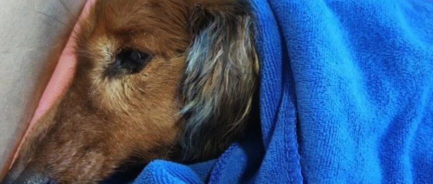 3个月时间，濒临死亡的皮包骨被养成了“胖公主”，医生惊了：这是奇迹！！