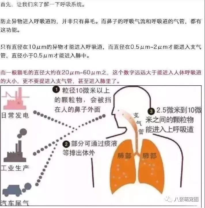 打掉懷了3個月的孩子，因為婆婆扔了我養7年的狗！ 寵物 第11張