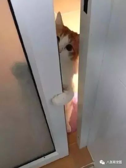貓為什麼喜歡看鏟屎官上廁所？真相竟是... 寵物 第5張