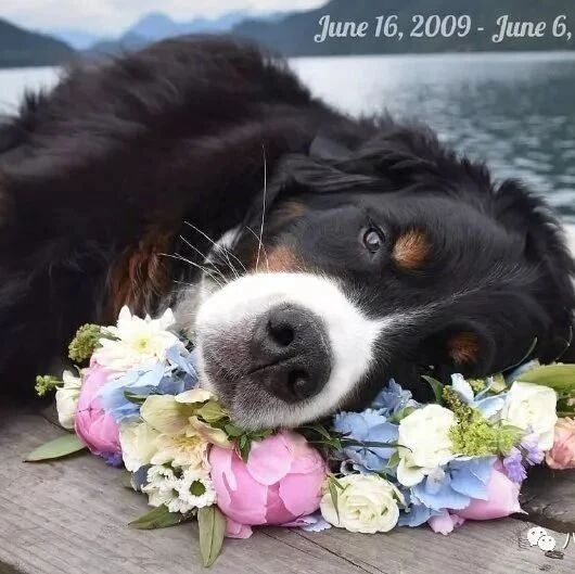 狗狗理解死亡吗？它们用行动这样回答...