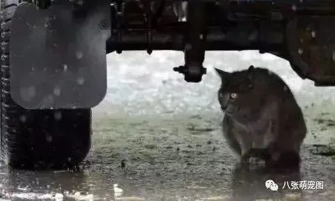 連日的暴雨過後，那些流浪貓都怎麼樣了？ 寵物 第17張