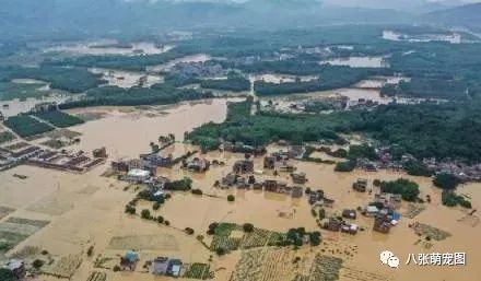 連日的暴雨過後，那些流浪貓都怎麼樣了？ 寵物 第3張