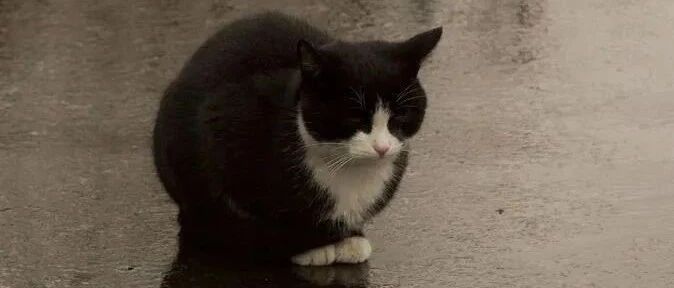 连日的暴雨过后，那些流浪猫都怎么样了？