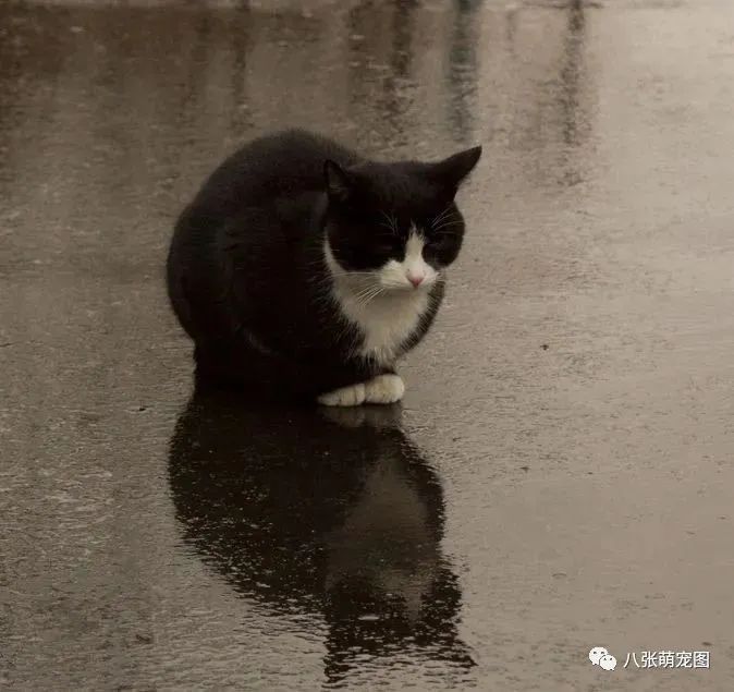 連日的暴雨過後，那些流浪貓都怎麼樣了？ 寵物 第8張