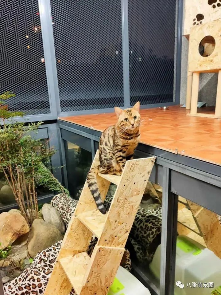 在家無聊給貓造了座園林式豪宅，完成後，網友：想去你家當貓！ 寵物 第6張
