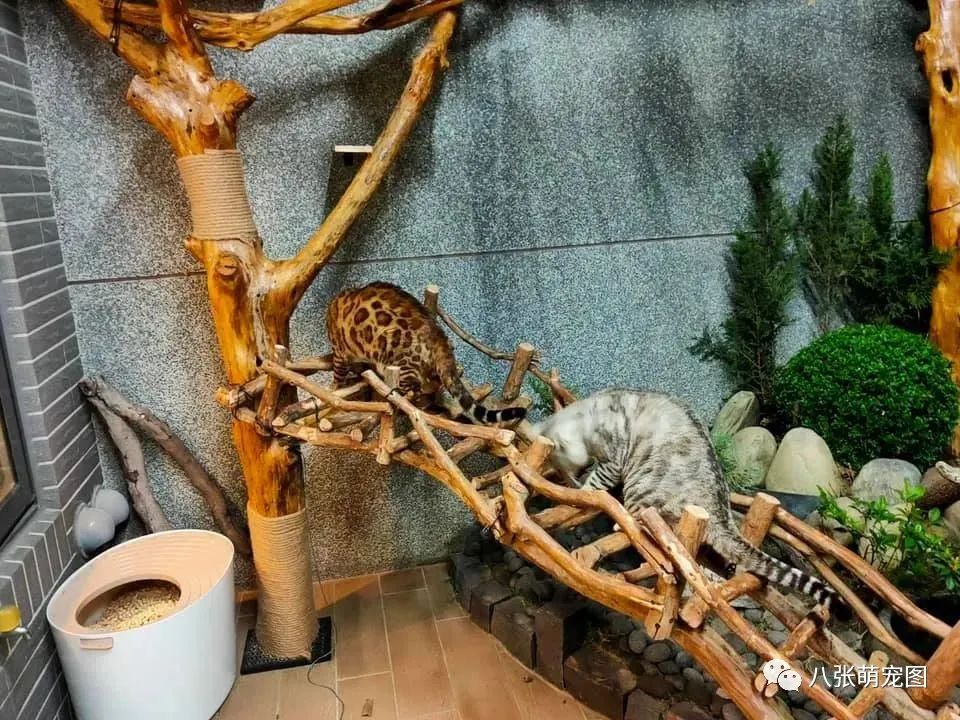 在家無聊給貓造了座園林式豪宅，完成後，網友：想去你家當貓！ 寵物 第15張