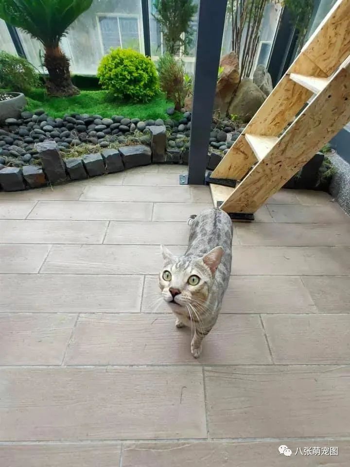 在家無聊給貓造了座園林式豪宅，完成後，網友：想去你家當貓！ 寵物 第5張