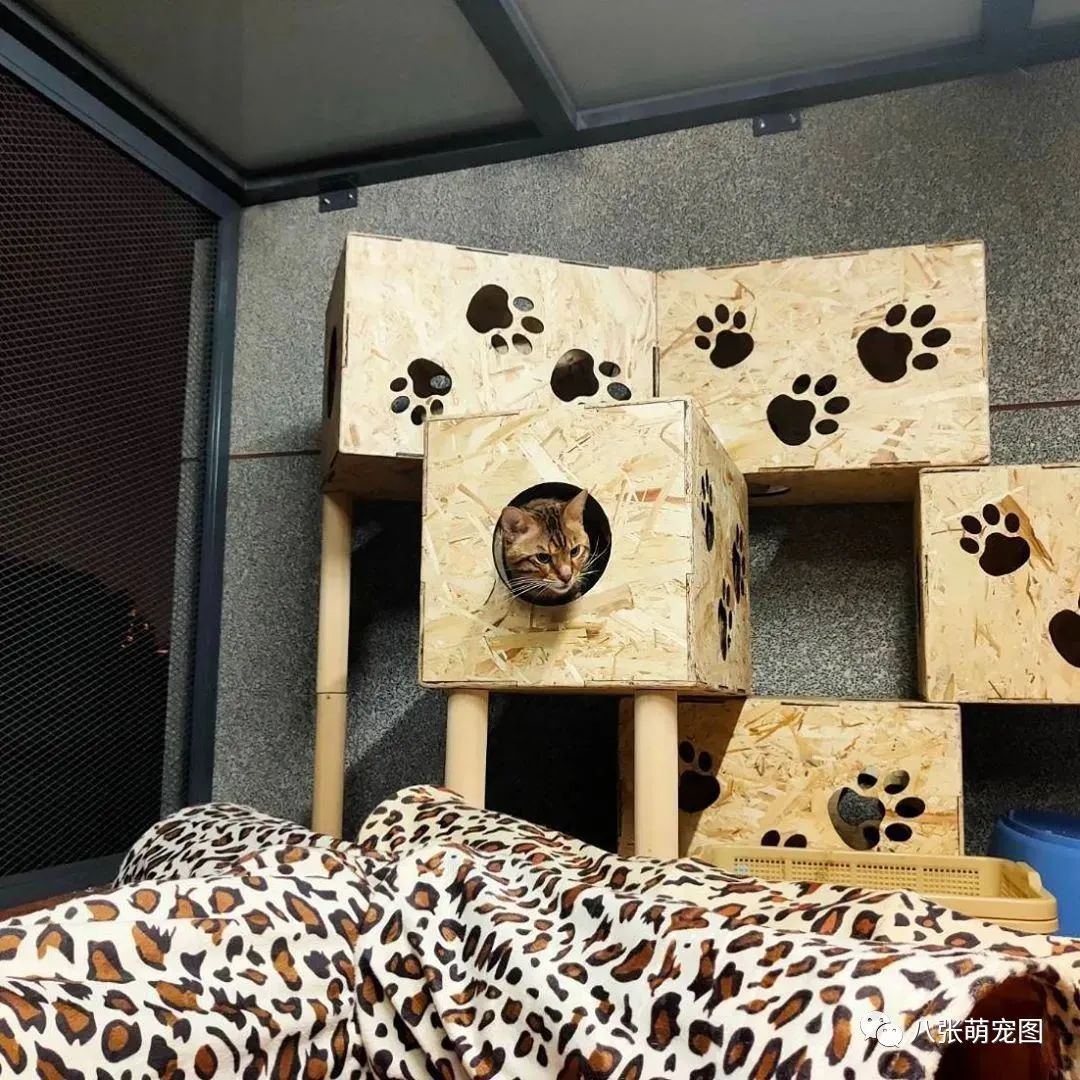 在家無聊給貓造了座園林式豪宅，完成後，網友：想去你家當貓！ 寵物 第14張