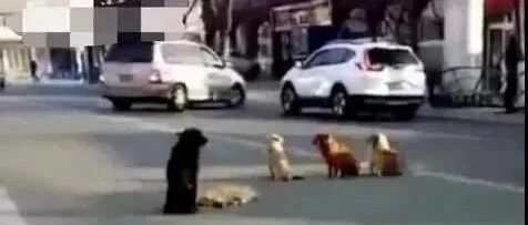 四条狗狗“霸占”马路造成事故引来警察，最后真相令人泪目...
