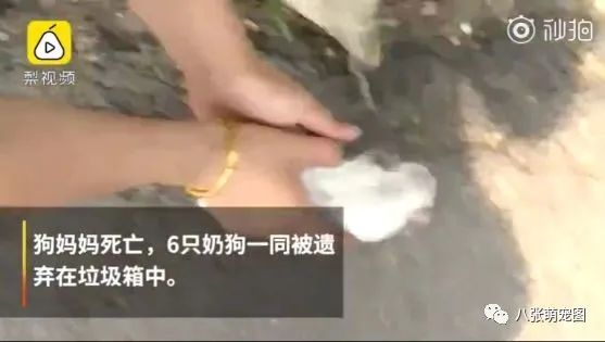 殘忍！剛出生的小狗就被扔到垃圾桶，在死去的媽媽身邊找奶喝 寵物 第5張