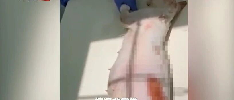 太残忍！男子当街用开水浇母猫，4只幼猫全部惨死腹中！