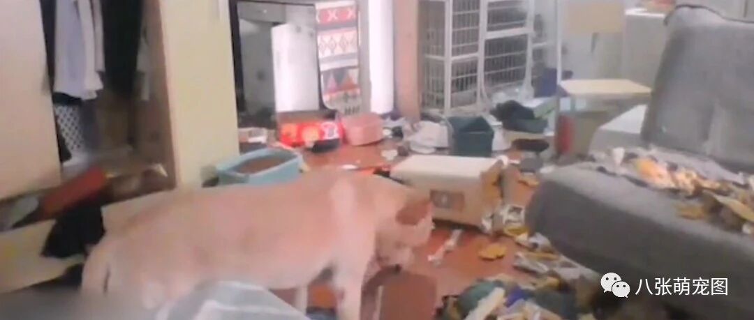 女子隔离14天，狗子每天欢乐拆家，一天解锁一地…