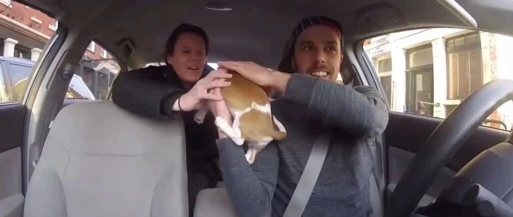 当看到出租车上有条小奶狗时，你会有什么反应？