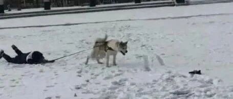 暴雪后出门遛狗……对不起，我笑了哈哈哈哈哈！