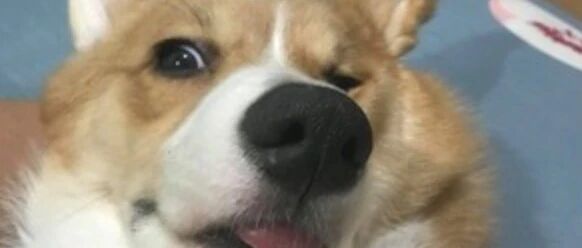 狗子一挨骂就装死，主人误以为它睡着了，结果……