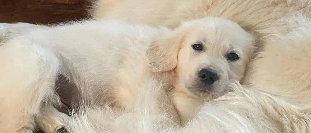 当狗狗拥有了自己的导盲犬后...虽然不幸但是.....