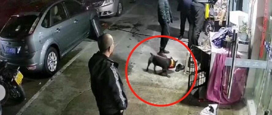 主人脱下鞋子后，狗子急忙上前，下秒它弹跳而起，狂吐不止…