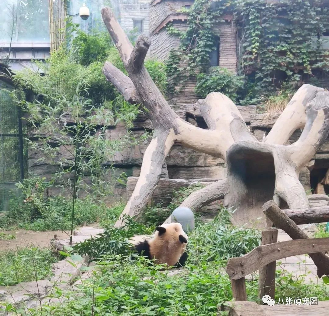 北京動物園網紅大貓熊「謝頂」原因查清了：原來是想…… 寵物 第3張