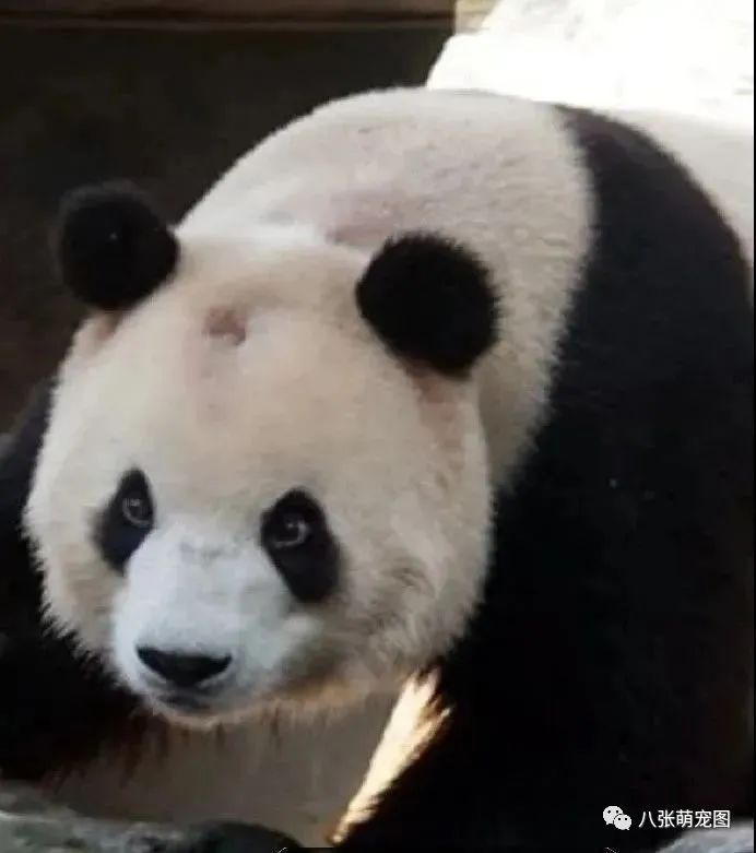 北京動物園網紅大貓熊「謝頂」原因查清了：原來是想…… 寵物 第5張