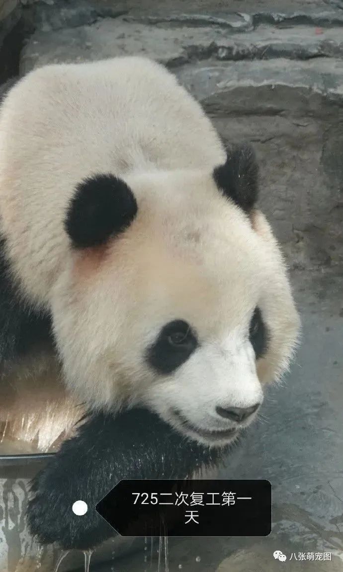 北京動物園網紅大貓熊「謝頂」原因查清了：原來是想…… 寵物 第6張