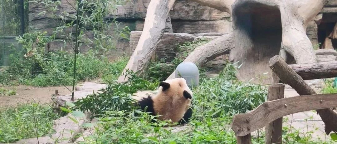 北京动物园网红大熊猫“谢顶”原因查清了：原来是想……