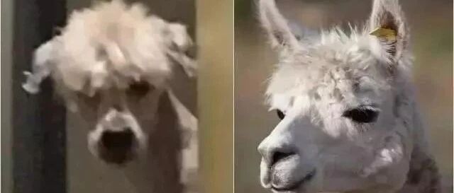 狗子无奈被铲屎官修毛，转身变成草泥马，狗子哭了：请杀了我吧谢谢...