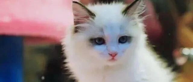 患病布偶猫被丢马路边，它努力爬向人类的样子，太让人心疼！