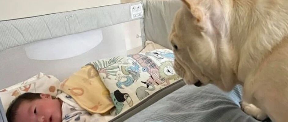 第一次见小主人，狗子原地石化两分钟：我当姐姐了？