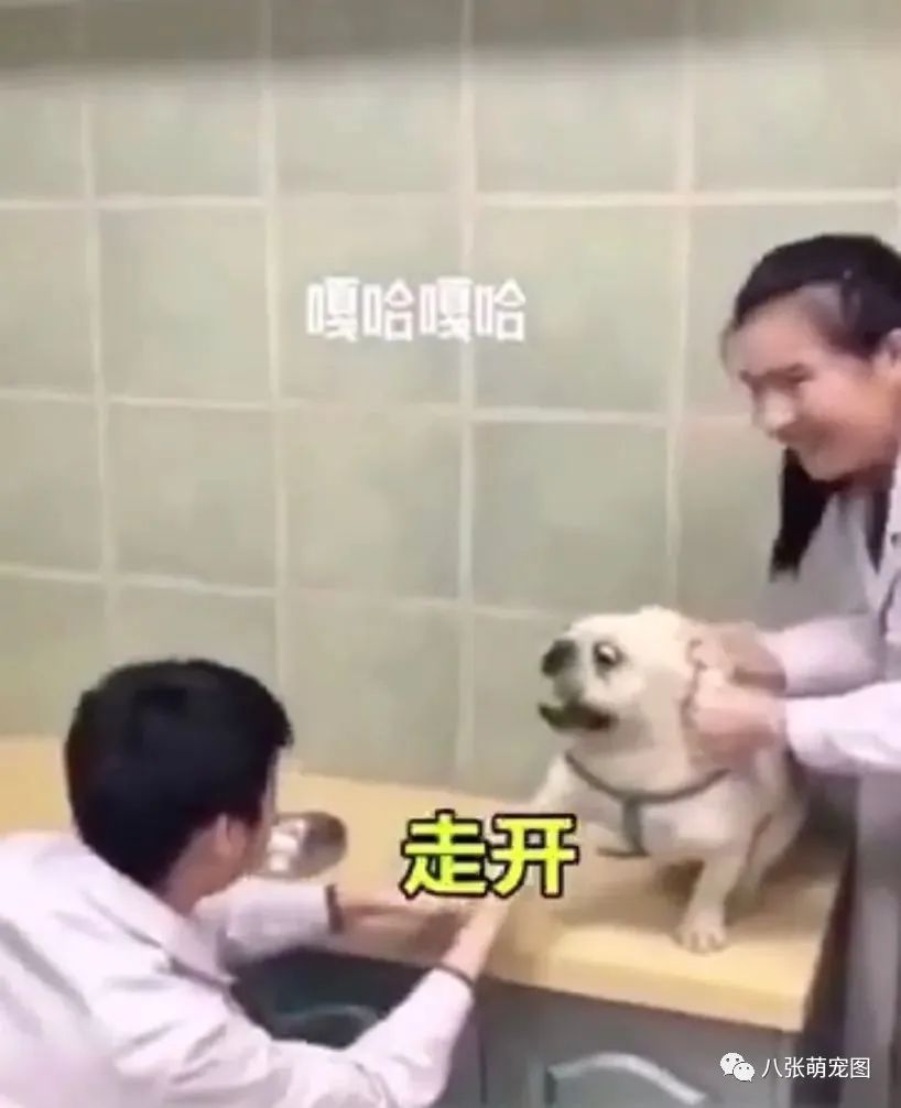 狗狗在医院上演大逃亡,一瘸一拐奋力出逃…-微信头条网 狗狗在医院上演大逃亡,一瘸一拐奋力出逃…