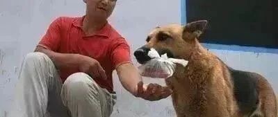 主人教唆狗子偷300多只鸡，网友：狗是聪明，人是真......