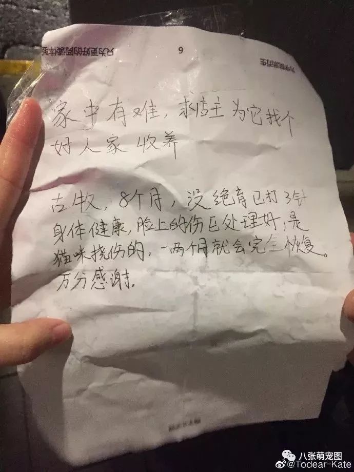 帶著恥辱罩的古牧坐在街頭滿臉愧疚：我把主人弄丟了 寵物 第4張