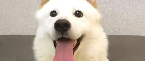 狗狗因“呕吐”被赶出家门，忠诚没换来照顾，它的眼里只剩绝望......