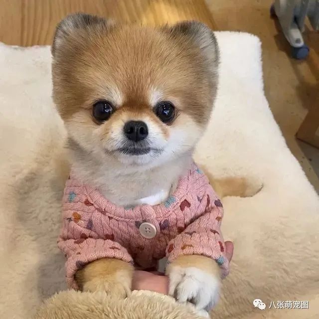 狗狗就像小孩子?其实它们这5点跟人类大不同!-微信头条网 狗狗就像小孩子?其实它们这5点跟人类大不同!