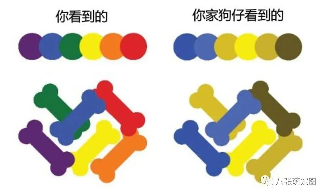 狗狗就像小孩子?其实它们这5点跟人类大不同!-微信头条网 狗狗就像小孩子?其实它们这5点跟人类大不同!