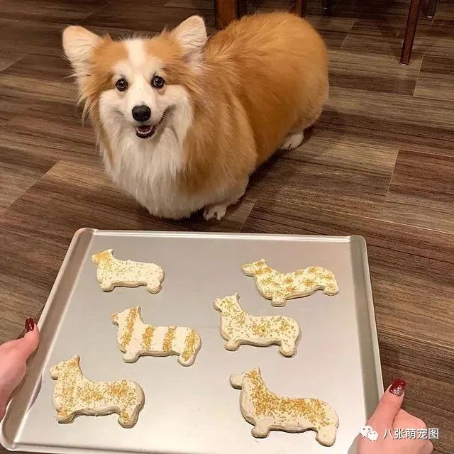 狗狗就像小孩子?其实它们这5点跟人类大不同!-微信头条网 狗狗就像小孩子?其实它们这5点跟人类大不同!