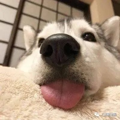 狗狗就像小孩子?其实它们这5点跟人类大不同!-微信头条网 狗狗就像小孩子?其实它们这5点跟人类大不同!