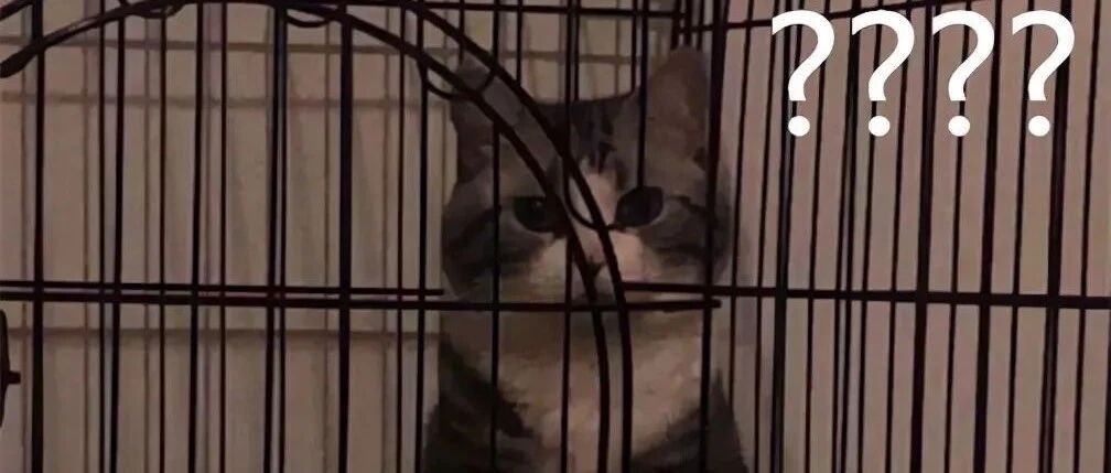 老爸发来消息说猫不吃猫粮，网友点开图片后......