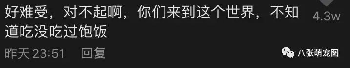 这天,一黑一白两只狗狗在冰雪天中,相互依偎着去世了…-微信头条网 这天,一黑一白两只狗狗在冰雪天中,相互依偎着去世了…