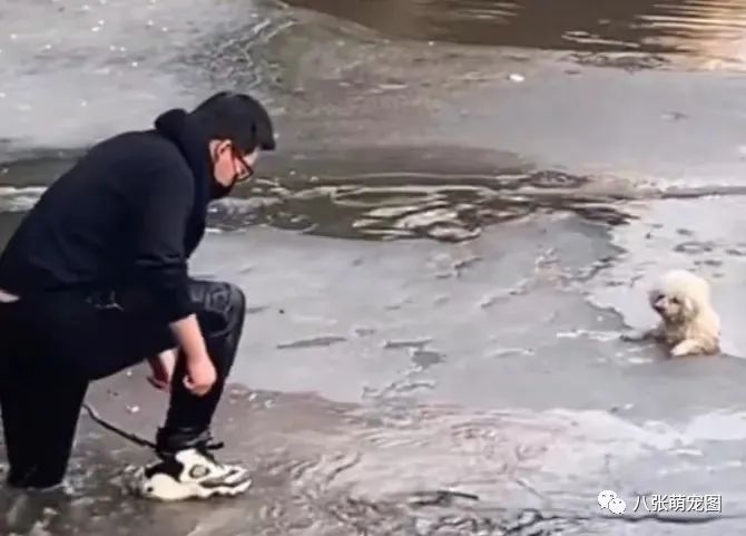 这天,一黑一白两只狗狗在冰雪天中,相互依偎着去世了…-微信头条网 这天,一黑一白两只狗狗在冰雪天中,相互依偎着去世了…