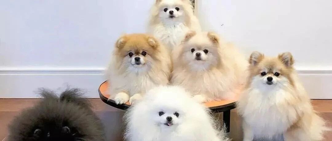 今天才知道，原来养狗讲究的是排场！