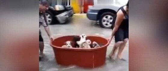 洪水来袭，夫妻二人竟为一群狗狗做了这事！